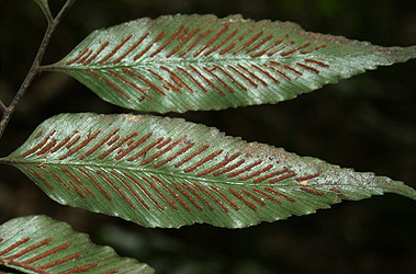 Asplenium atroviride