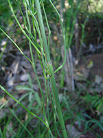 Equisetum ramosissimum