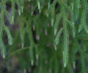 Lycopodiella cernua