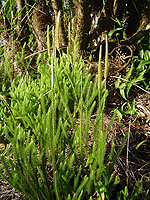 Lycopodium clavatum