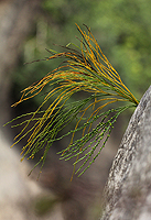 Psilotum nudum