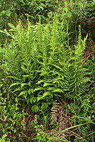 Pteris athamantica