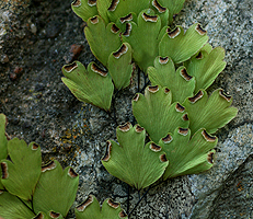 Monomorphic leaves.