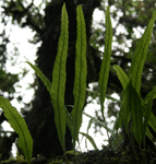 Simple leaves.