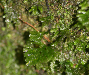 small frond of Trichomas sp.