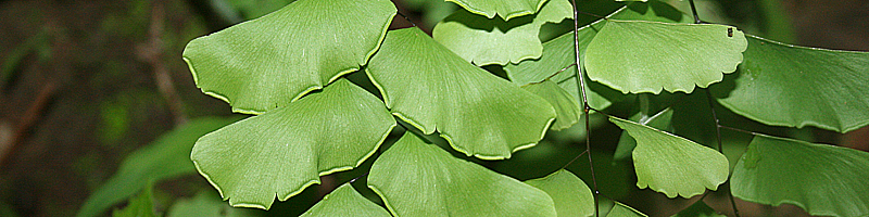 Adiantum