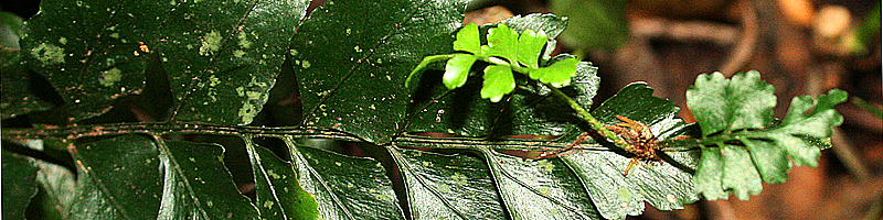 Asplenium